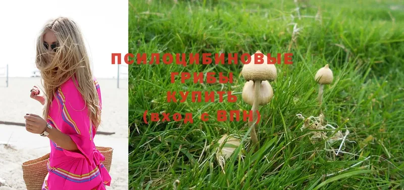 Псилоцибиновые грибы Psilocybine cubensis  Истра 